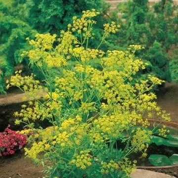 Vista 2 de Park Seed Semillas de eneldo de hoja de helecho, hierba perfecta para el cultivo del alféizar de la ventana, paquete de 100 semillas