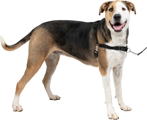 Vista 28 de PetSafe Easy Walk - Arnés para perro, sin tirones, gris carbón Carbón/Negro