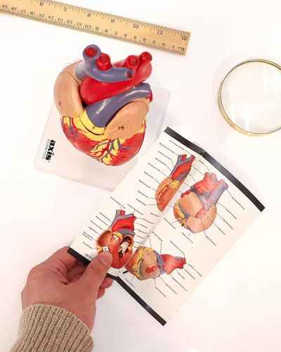 Vista 5 de Modelo de corazón humano de tamaño real de Axis Scientific, diseño magnético de 2 partes con 34 estructuras internas claramente rotuladas, montado