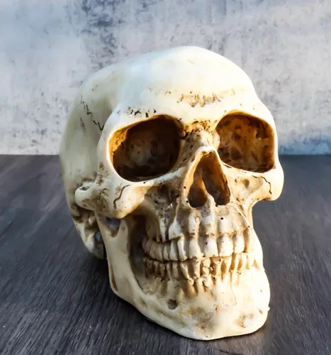 Vista 2 de Ebros Gift Paleoantropología - Figura coleccionable de calavera homosapien de color hueso, 4.5 pulgadas de largo, escultura de cráneo de esqueleto
