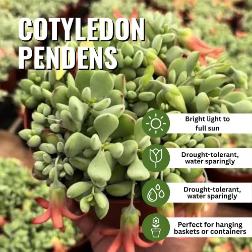 Vista 7 de Cotyledon Pendens - Planta viva suculenta en maceta, planta de casa rara para decoración del hogar y la oficina, cultivo en interiores y exteriores