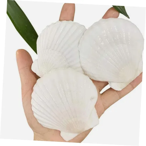Vista 6 de Healifty Platos de concha de vieira 10 piezas de decoración natural de conchas para decoración de barbacoa de cena