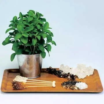 Vista 2 de Park Seed Sugarleaf - Semillas de Stevia orgánicas, paquete de 50 semillas