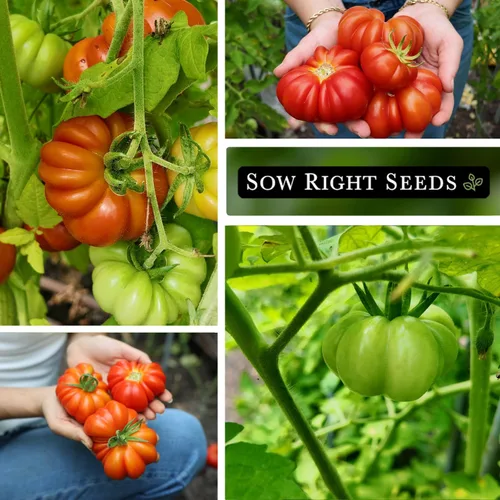 Vista 4 de Sow Right Seeds - Semilla de tomate genovesa Costoluto para plantar verduras Plante reliquia única indeterminada sin OMG en un huerto doméstico al