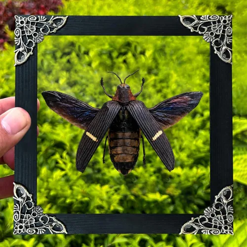 Vista 154 de 2 Real Dragonfly Specimens Shadow Box Framed Insect Display Oddities Curiosities Entomology Collection Natural History Wall Decor Gift for Nature