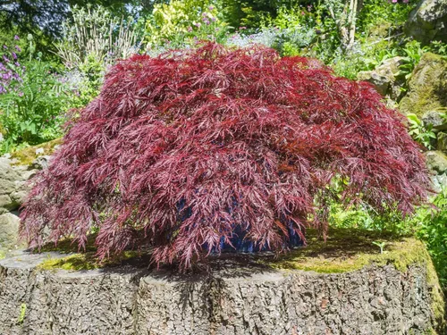 Vista 3 de 10 INABA SHIDARE Maple Weeping Red Laceleaf Japanese Acer Palmatum Dissectum Tree Seeds