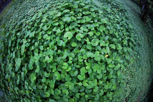 Vista 4 de GOTU KOLA 90 cápsulas vegetales - 375mg por cápsula "Brahmi Centella asiática orgánica