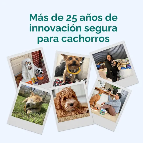 Vista 7 de N-Bone Palitos de dentición jumbo para cachorros, golosinas para perros con sabor a pollo, bolsa de 7.28 onzas