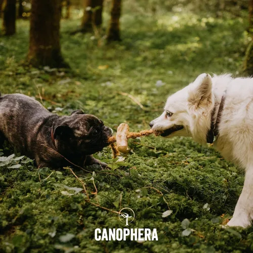 Vista 2 de Canophera Juguete masticable de madera y coco para perros para dientes y encías saludables, tamaño pequeño, todas las razas de perros