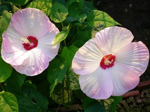 Vista 2 de Semillas de flor de malva rosa, 25 unidades de la marca COOL BEANS N SPROUTS sin OMG. Jardinería en casa.