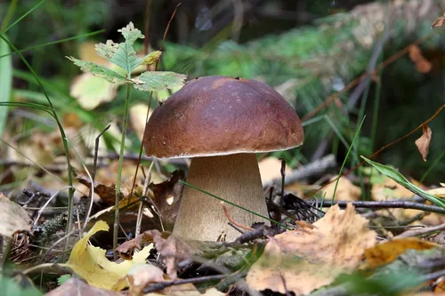 Vista 6 de Semillas Porcini Mushroom King Bolete Mycelium Spawn Kit de esporas secas para plantar sin OMG
