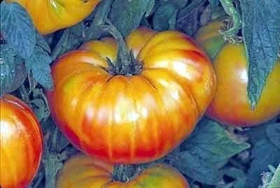 Vista 2 de Semillas de tomate y piña, gran reliquia vegetal a granel de 1 onza