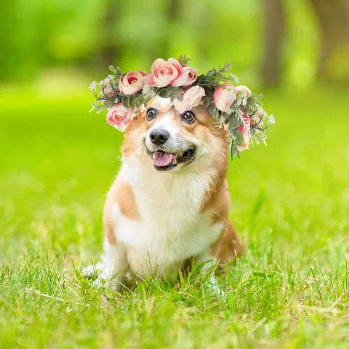 Vista 6 de Honoson Collar de flores de boda para perro, atuendo floral rosa, lazo de corona para mujeres, mascotas, gatos, fiesta, accesorios para fotos
