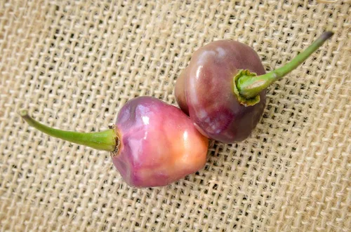 Vista 2 de Semillas prémium de pimiento picante Cheiro Roxa para plantar paquete + más