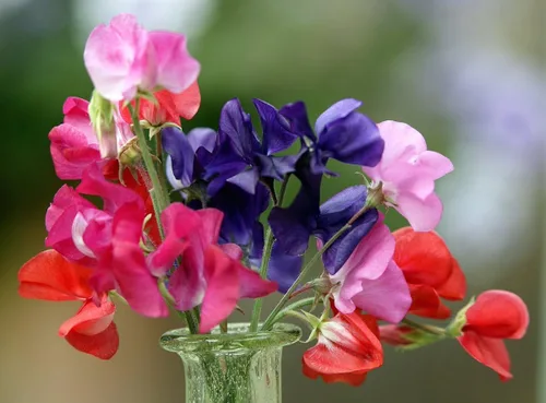 Vista 3 de Semillas Fragantes Sweet Pea Enano Escalada - Flores Anuales para Plantar - Libre de OGM