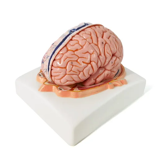 Vista 7 de EVOTECH SCIENTIFIC Modelo de cerebro humano con arterias, 7 piezas tamaño real, modelo de anatomía de cerebro en una base, muestra plano horizontal