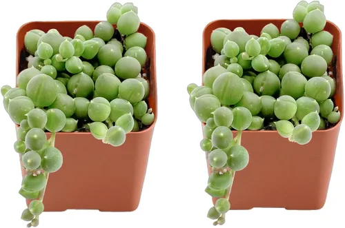 Vista 4 de Juego de suculentas, paquete de 2 Echeveria 'Lola', suculentas vivas totalmente arraigadas, aproximadamente 2 pulgadas grandes, regalo único