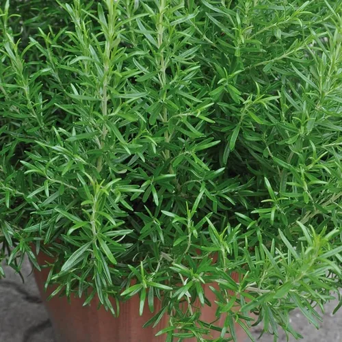 Vista 3 de 3 plantas de romero resistentes para plantar, plantas de romero culinario, plantas de romero culinario, hierbas aromáticas, flores azules de 3 a 6