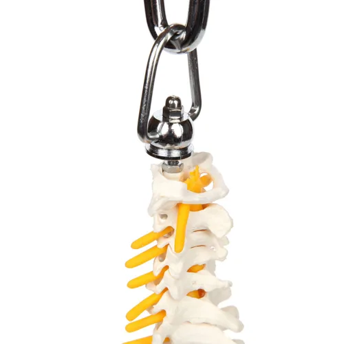 Vista 8 de Axis Scientific mini modelo de anatomía de columna vertebral, incluye nervios y viene con soporte resistente. Nervios espinales, cabezas de fémur