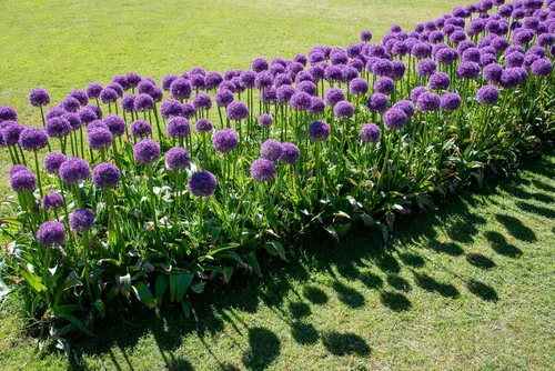 Vista 4 de 25 semillas de flores gigantes Allium GLOBEMASTER Allium Giganteum de Seedville