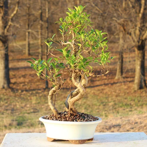 Vista 7 de Brussel's Bonsai - Árbol bonsái para interiores, M Live Ficus - Árbol bonsái de interior, maceta de cerámica, 7 años, fácil cuidado, listo