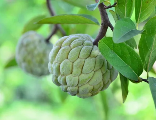 Vista 10 de Semillas de frutas para plantar - Semillas de frutas de jardín (caqui americano - 10 semillas)