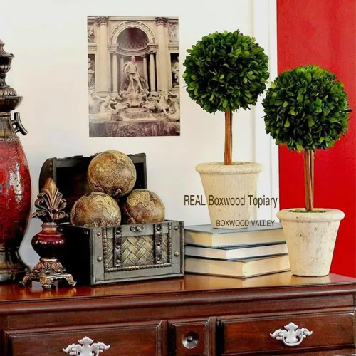 Vista 5 de Topiario de boj preservado natural en maceta de 9 pulgadas, impresionante vegetación y decoración de plantas, ideal para el hogar, oficina, bar