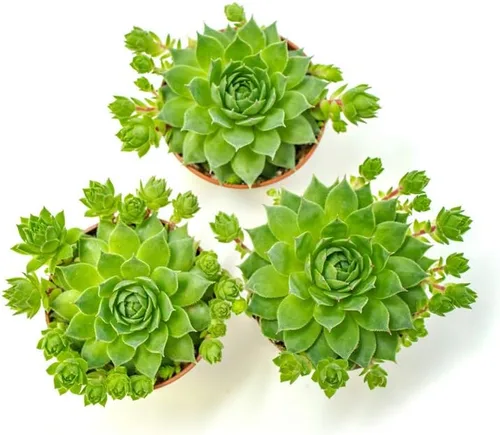 Vista 9 de Sempervivum - Plantas suculentas vivas de interior (3PK), plantas de interior vivas Sempervivum, plantas de interior vivas, plantas