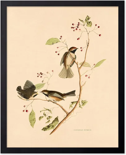 Vista 70 de Poster Master Póster Vintage de Titmouse Canadiense - Impresión Retro de Aves de América - Arte de Aves - Regalo para Hombres, Mujeres y Amantes