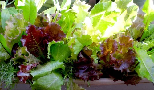 Vista 2 de Semillas Bebé Lechuga Vitamina Mezcla Balcón No GMO Heirloom