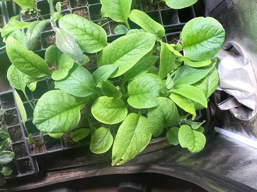 Vista 2 de Consuelda - Plantas vivas (Symphytum × uplandicum) - Bocking 14 - Listo para plantar orgánico