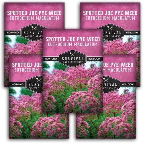 Vista 12 de Spotted Joe Pye Weed Semillas de flores silvestres para plantar (paquete de 1)