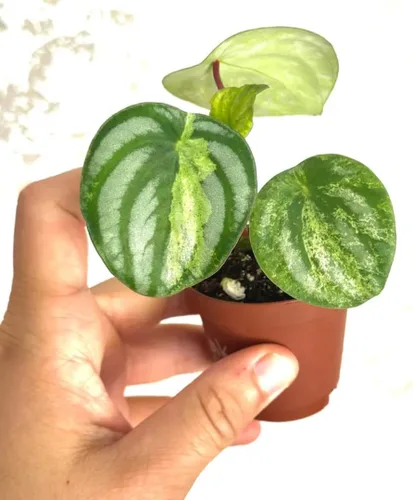 Vista 7 de Peperomia Ecuador Live Plant - Pet-Safe Indoor Decor
