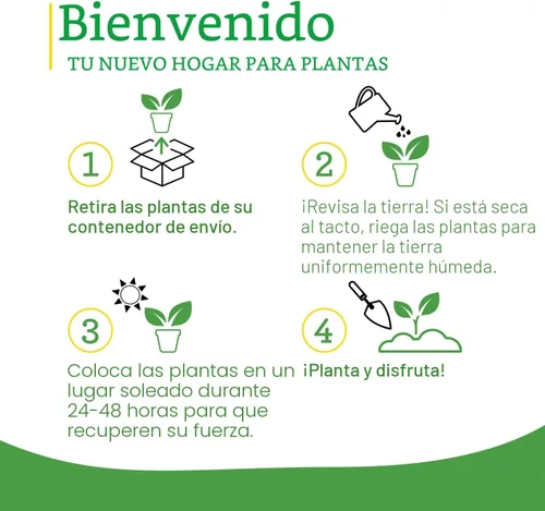 Vista 10 de Bonnie Plants Ichiban - Berenjena japonesa tipo – Paquete de 4 plantas vivas, ideales para contenedores, 10 pulgadas de largo, perfectas para asar