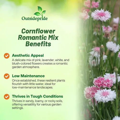 Vista 3 de Outsidepride Mezcla romántica de semillas de aciano para plantar, 250 unidades. Semillas anuales de flores de botón de licenciatura para jardines