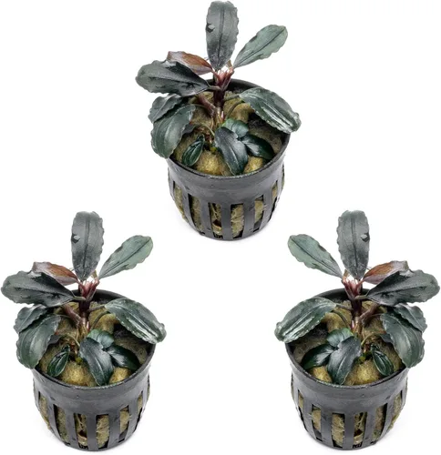 Vista 10 de SubstrateSource Bucephalandra Brownie Phantom - Planta de acuario viva – Decoración natural de pecera de agua dulce, decoración acuática