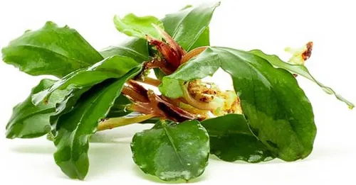 Vista 37 de SubstrateSource Bucephalandra Brownie Phantom - Planta de acuario viva – Decoración natural de pecera de agua dulce, decoración acuática