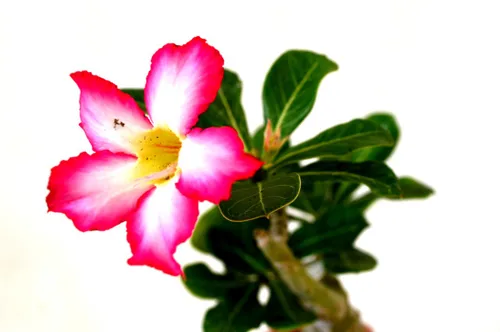 Vista 3 de 9GreenBox Juego de 2 plantas bonsáis de Adenium (rosa del desierto) rosa y rojo