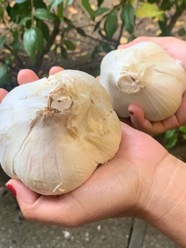 Vista 3 de Ajo de elefante. Cultivado en California. 2 bulbos enormes. Delicioso sabor más suave y suave. Ideal para cocinar, comer y plantar. Grandes