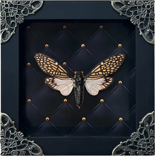 Vista 123 de 2 Real Dragonfly Specimens Shadow Box Framed Insect Display Oddities Curiosities Entomology Collection Natural History Wall Decor Gift for Nature