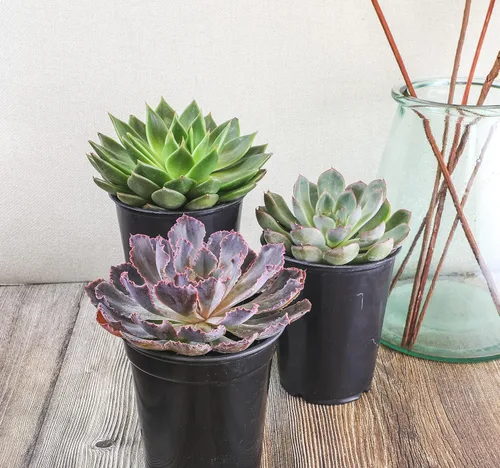 Vista 6 de Suculentas Echeveria de 1 cuarto de galón, 4 unidades, suculentas vivas recuerdos de fiesta en macetas suculentas, plantas suculentas vivas plantas