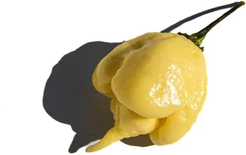 Vista 2 de White Carolina Reaper Pepper Semillas premium para plantar paquetes récord más caliente del mundo