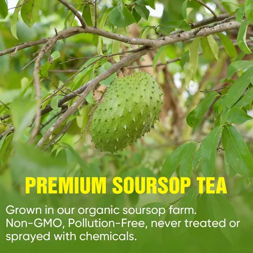 Vista 4 de TEAWOO Bolsas de té de guanábana, 60 paquetes de hojas de guanábana 100% naturales (hojas de guanábana), sin azúcar, sin cafeína, sin gluten, sin