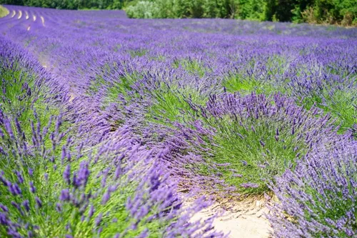 Vista 7 de Planta de lavanda inglesa Hierbas no transgénicas para plantar