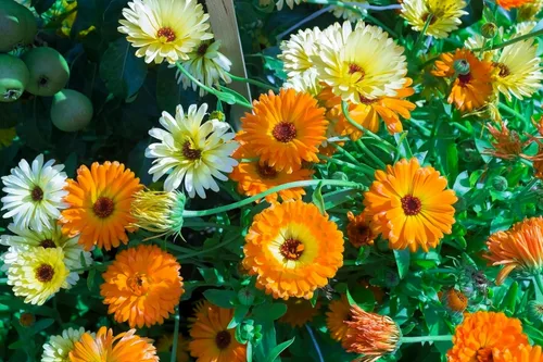 Vista 4 de 500 Colores Mezclados Fancy Mix Pot Caléndula Caléndula Officinalis Semillas De Flor