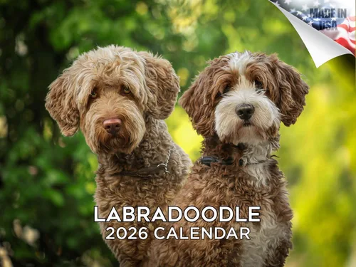 Vista 157 de Calendario de Lebrel Afgano 2025 2026, calendario mensual de pared de raza canina, 12" x 18" abierto, papel grueso sin traspaso, ideal para regalo
