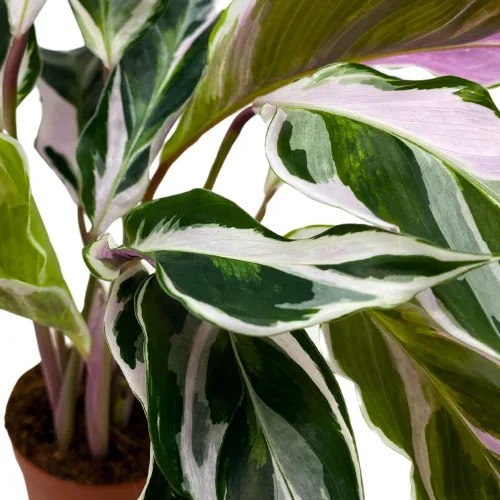 Vista 5 de BubbleBlooms Calathea Stella White Fusion abigarrada en maceta de 2 pulgadas Tiny Minie Pixie Plant