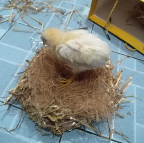 Vista 4 de Fibra de Coco, 4.5 oz. Ropa de cama cómoda para pájaros y animales pequeños, material de nido para construcción de nidos, escondites, plantas