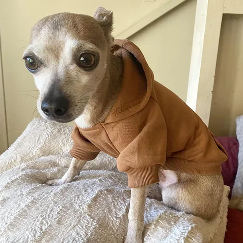 Vista 5 de Jecikelon Sudadera con capucha para perro de invierno con bolsillos, ropa cálida para perros pequeños, abrigo de Chihuahua, ropa de cachorro y gato