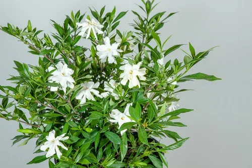 Vista 6 de Planta viva resistente a las heladas Gardenia de Perfect Plants, maceta de 1 galón Gardenia a prueba de heladas